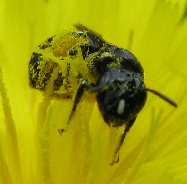 Ceratina cucurbitina